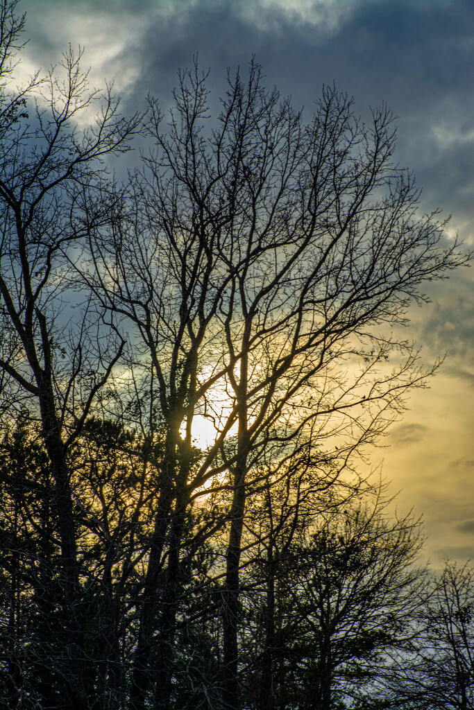 Sunset through the trees... by thewatersphotos