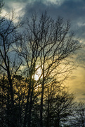 24th Jan 2024 - Sunset through the trees...