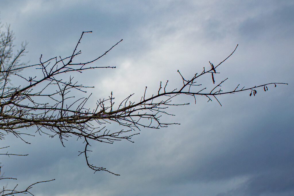 A branch (aka limb) against the clouds... by thewatersphotos