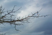 25th Jan 2024 - A branch (aka limb) against the clouds...