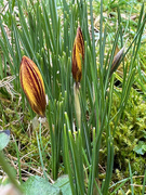 28th Jan 2024 - The First Crocus