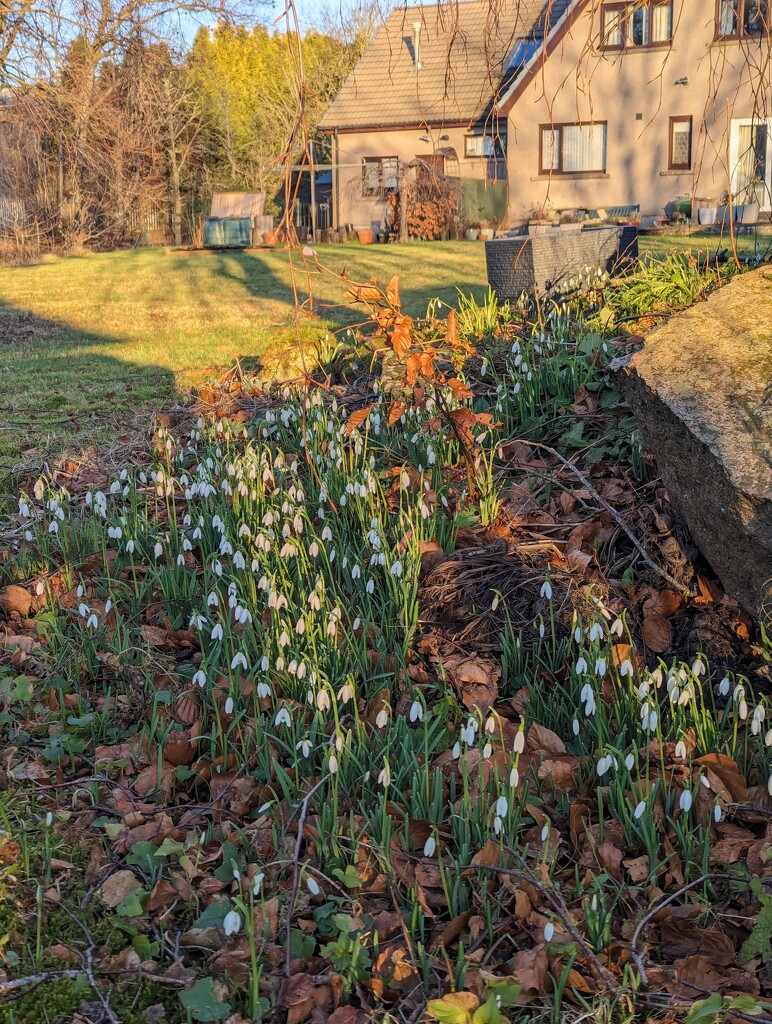 Snowdrops in afternoon sunshine  by sarah19