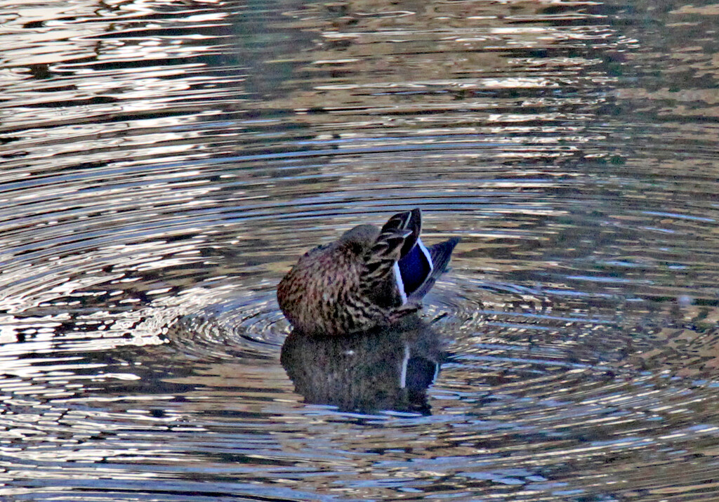 Jan 22 Mallard Female Preening IMG_7095AA by georgegailmcdowellcom