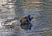 22nd Jan 2024 - Jan 22 Mallard Female Preening IMG_7095AA