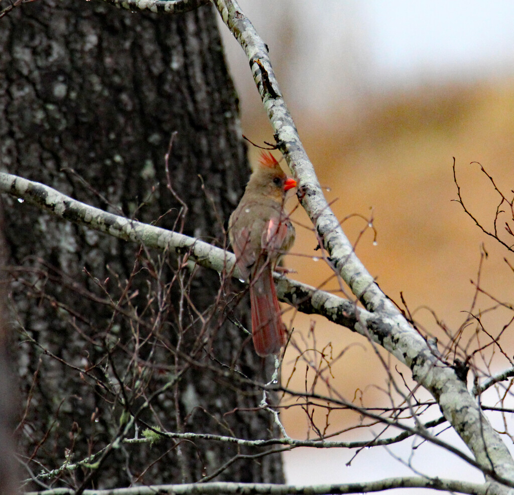 Jan 24 Cardinal Female In Rain IMG_7102AA by georgegailmcdowellcom