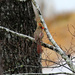 Jan 24 Cardinal Female In Rain IMG_7102AA by georgegailmcdowellcom