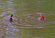 27th Jan 2024 - Mallards Eating IMG_7104AA