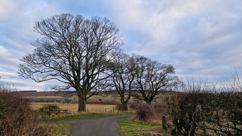 Trees, Way to Wooler by bunnymadmeg