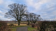 8th Jan 2024 - Trees, Way to Wooler