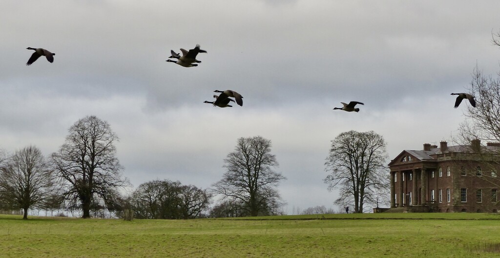 Geese Fly-By on a Dull, Winter's Day by susiemc