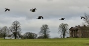 30th Jan 2024 - Geese Fly-By on a Dull, Winter's Day