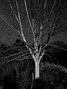 30th Jan 2024 - Ghost tree