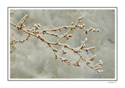 30th Jan 2024 - Frosty Lilacs