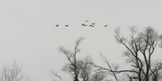 30th Jan 2024 - Canada geese treeline