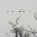 Canada geese treeline by rminer