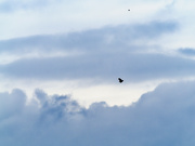 30th Jan 2024 - hawks in clouds 