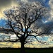 Tree Drama by carole_sandford