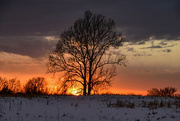 28th Jan 2024 - Tree, Sunset, and Snow