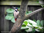 30th Jan 2024 - Great spotted woodpecker 