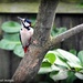 Great spotted woodpecker  by rosiekind