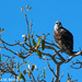 Perching Osprey by falcon11