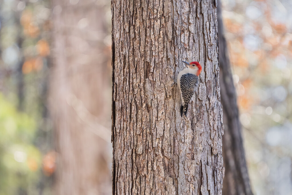 Red Bellied Woodpecker by kvphoto