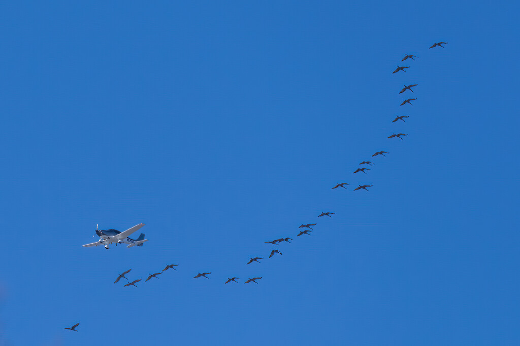 Leading the Flock by kvphoto