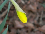 30th Jan 2024 - Daffodil Starting to Bloom