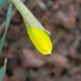 Daffodil Starting to Bloom by sfeldphotos