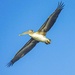 Pelican in Flight by peekysweets
