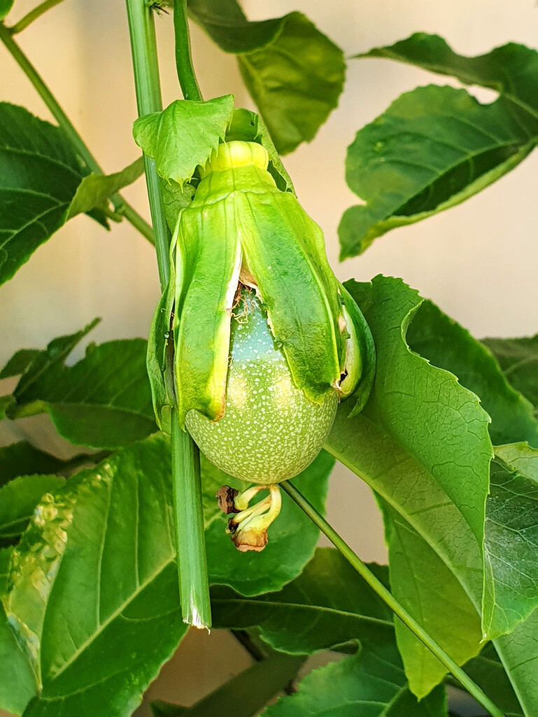 Passionfruit Emerging by onewing