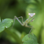 31st Jan 2024 - Garden Bugs Count - 31