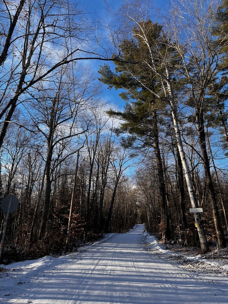 The Logging Road by sunnygreenwood