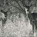 Two Deer by bluemoon