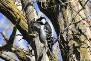 29th Jan 2024 - Downy Woodpecker