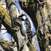 Downy Woodpecker by pirish