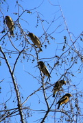 30th Jan 2024 - Evening Grosbeaks