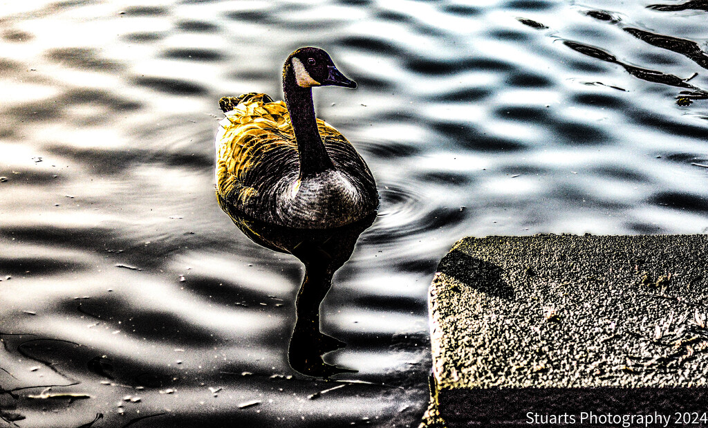 Goose on the water by stuart46