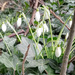 Snowdrops  by 365projectorgjoworboys