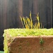 Moss on a brick by wakelys
