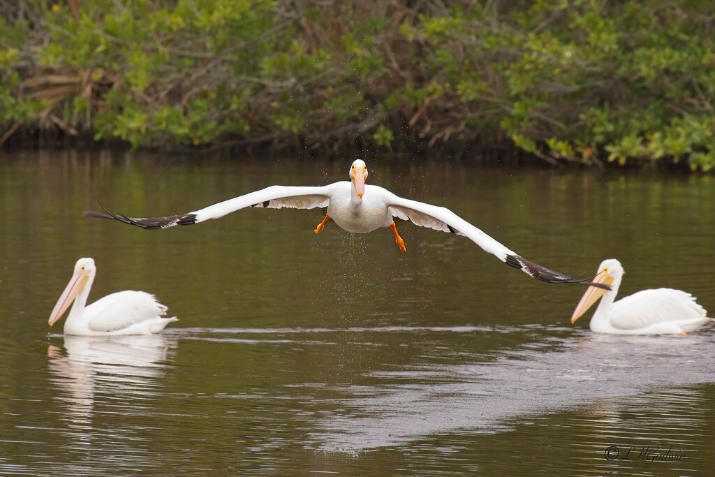 LHG_4993 White pelican" I am out of here" by rontu