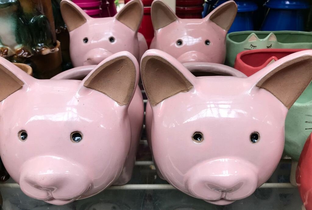 This little piggy by mittens