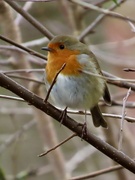 31st Jan 2024 - Another robin…..why not ?