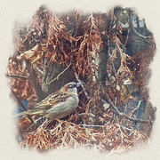 31st Jan 2024 - Sparrow in a Dying Cedar 