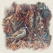 Sparrow in a Dying Cedar  by gardencat
