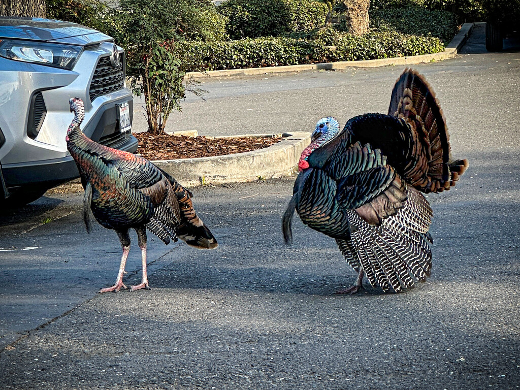 Hanky Panky in the Parking Lot by thedarkroom