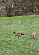 31st Jan 2024 - Worldham Golf Course wildlife