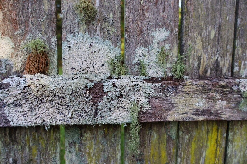 Fence by walksnaplove