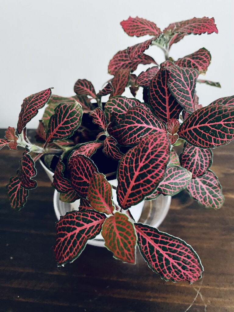 Fittonia by mtb24