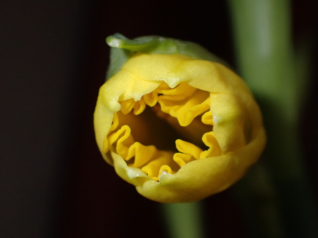Daffodil opening by speedwell